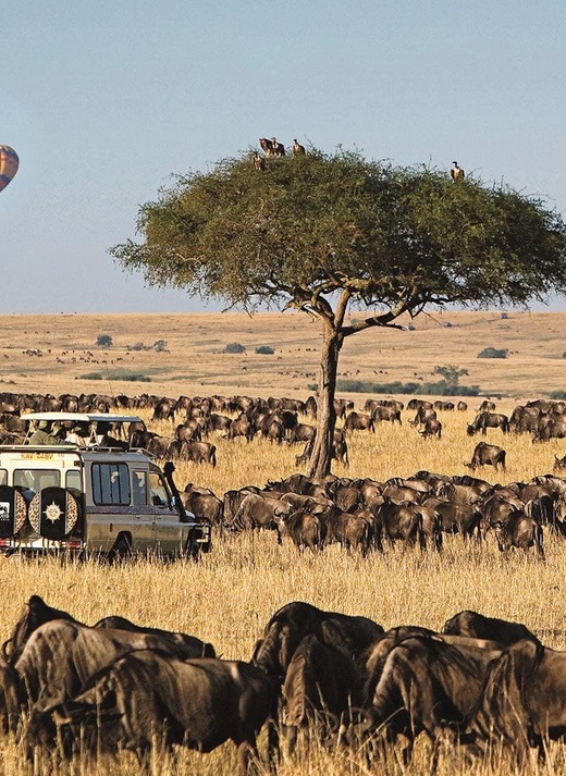 lion-roar-kenya-safari