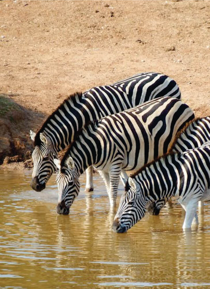 generuk-tanzania-safari